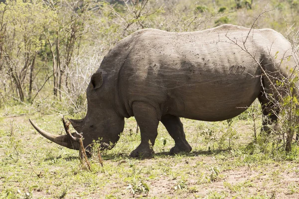 Kadın Beyaz Rhino — Stok fotoğraf