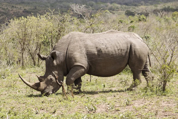 Kvinnliga White Rhino utfodring — Stockfoto
