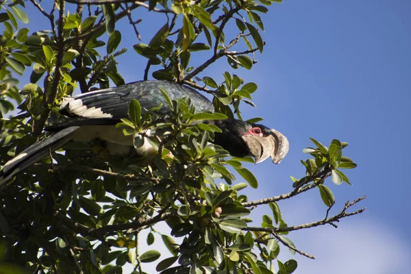 나무에 트럼펫 Hornbill — 스톡 사진