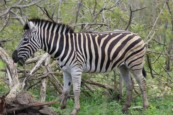 Hızlı yemek zebra — Stok fotoğraf