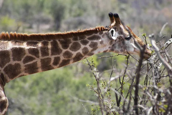 Huzur içinde otlatma zürafa — Stok fotoğraf