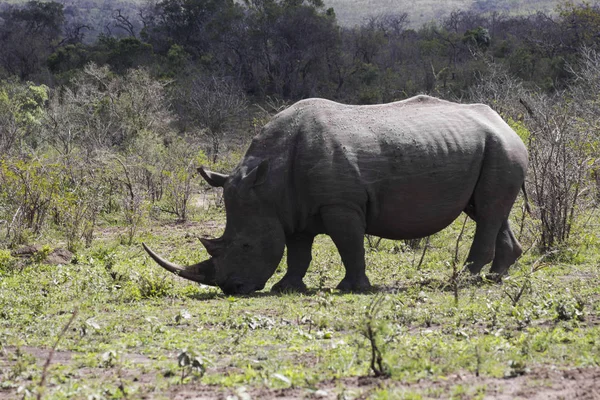 Rhino och vackra horn — Stockfoto