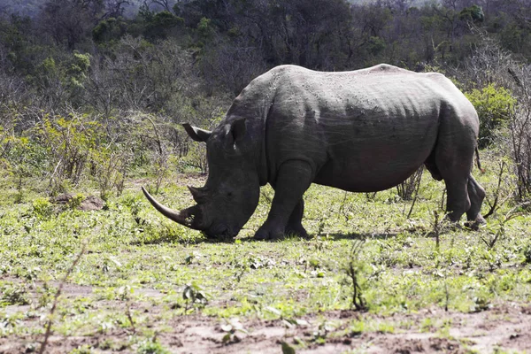 Full scale Rhino — Stock Photo, Image