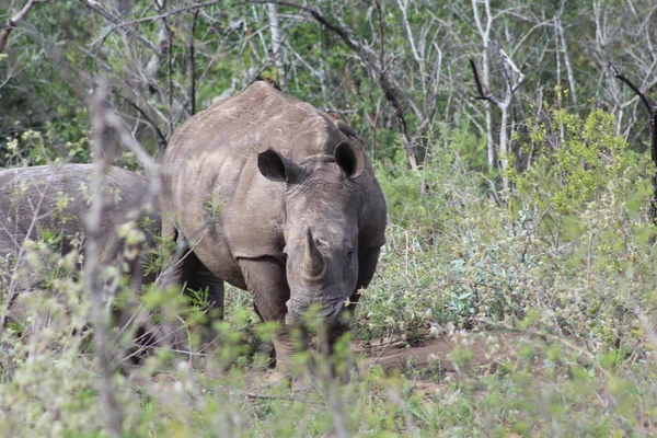 Rhino lyssnat noga — Stockfoto
