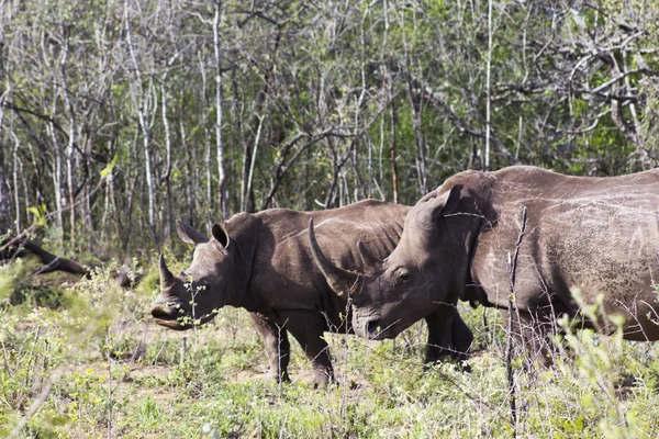 Носорог и мать — стоковое фото