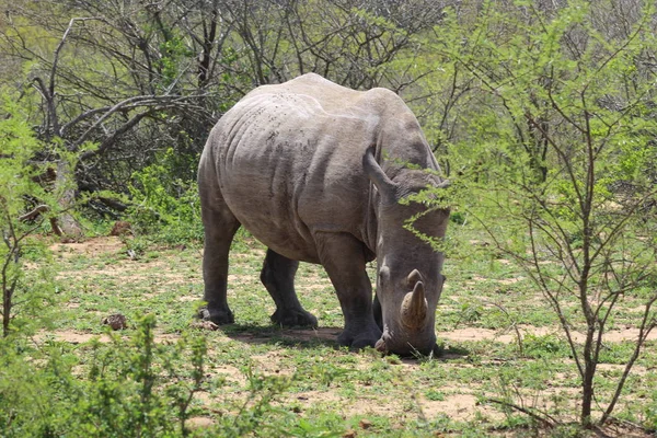 Rinoceronte pastando lentamente — Fotografia de Stock