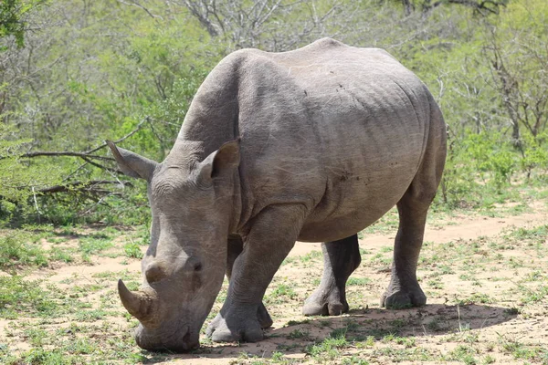 Beyaz Rhino ileri yürüyüş — Stok fotoğraf