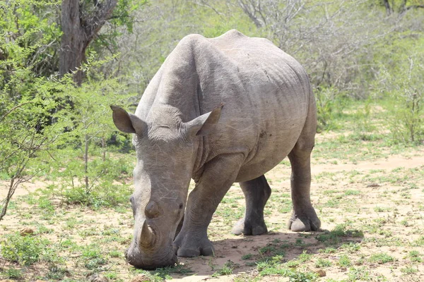 Rinoceronte mostrando seu chifre — Fotografia de Stock