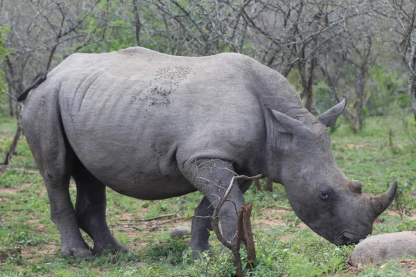 Beyaz Rhino erkek — Stok fotoğraf