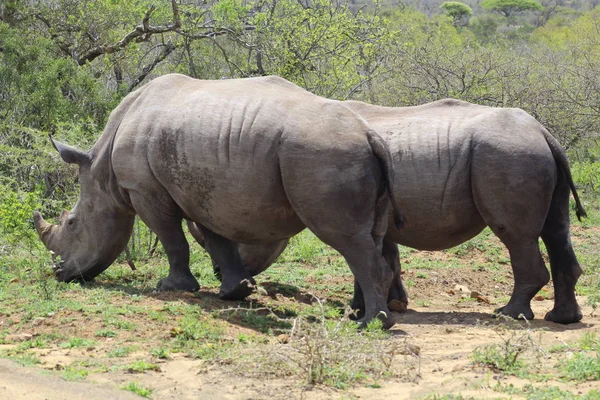 White Rhino pair — Stock Photo, Image