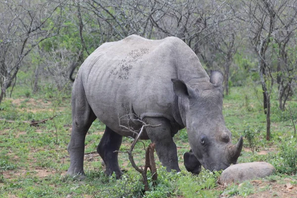 White Rhino på vakt — Stockfoto