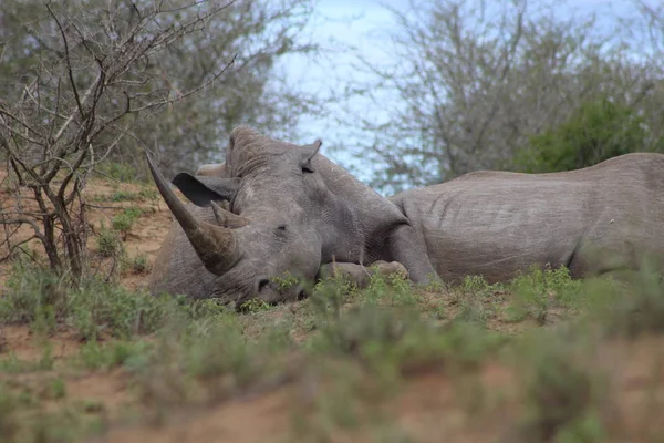 Beyaz Rhino gün güneş orta uyku — Stok fotoğraf