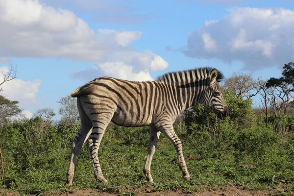 Kuyruğunu kırbaçlanan zebra — Stok fotoğraf