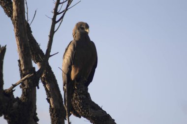 Sarı gagalı dinlenme uçurtma