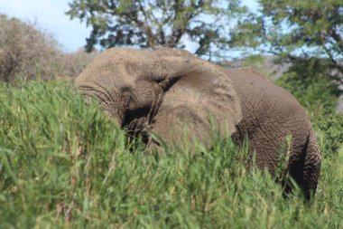 Uzun otların içinde Afrika fili 