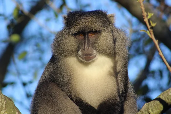 Sykes Monkey stare — Stockfoto