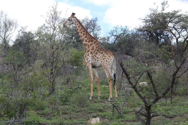 Giraffe in Afrikaanse landschap — Stockfoto