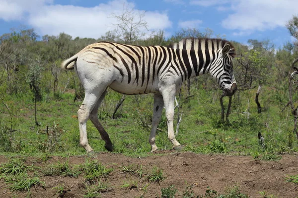 Onların kuyruk kırbaçlanan zebra 
