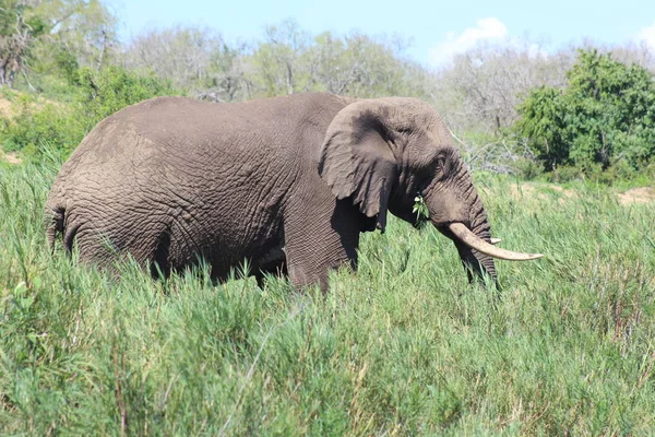 Elefante se movendo através dos juncos — Fotografia de Stock