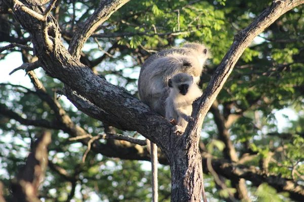 Baby Vervet Monkey i ett träd — Stockfoto