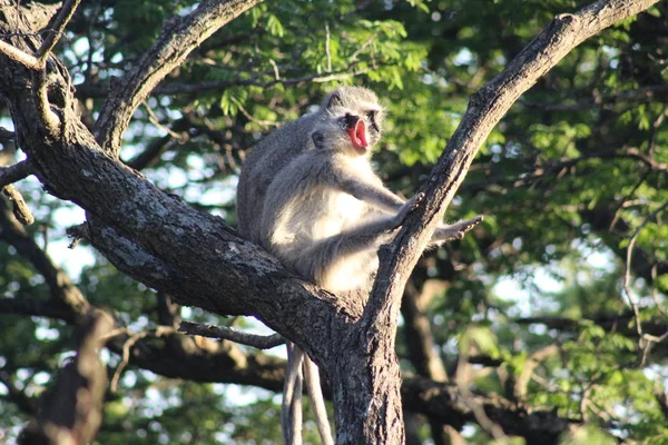 Vervet Monkey gäspningar — Stockfoto