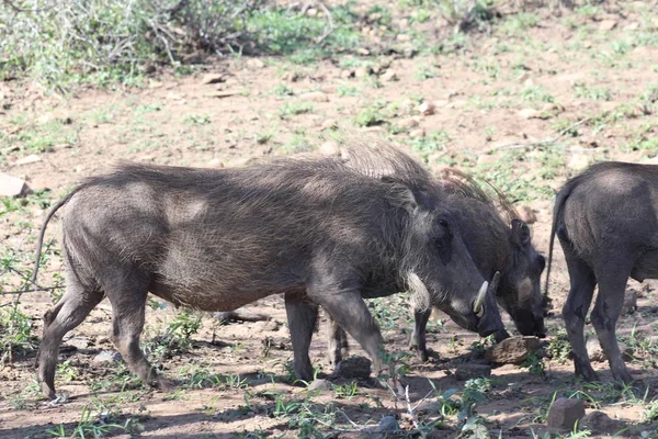 作为一群放牧的疣猪 — 图库照片