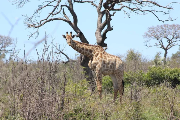 Zebra Afrika peyzaj — Stok fotoğraf