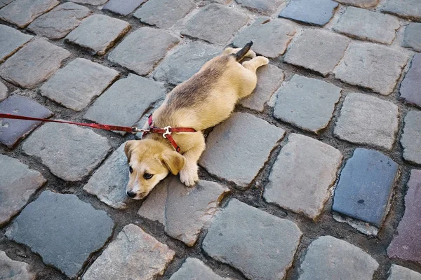 Triste cane è sdraiato a terra per strada — Foto Stock