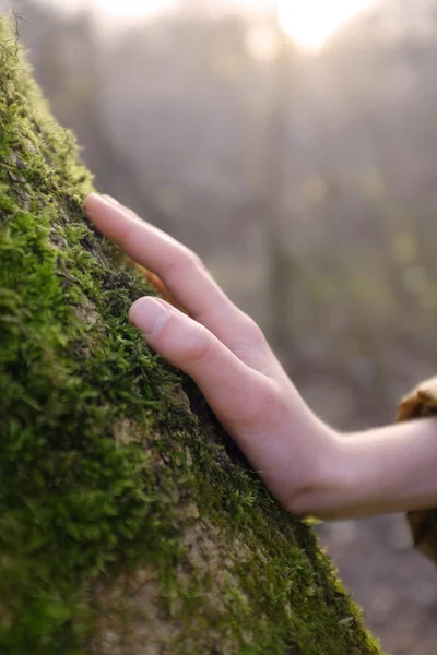 Ребенок трогает маму на стволе дерева в осеннем лесу . — стоковое фото
