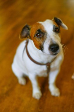 Köpek Jack Russell Terrier kahverengi arka planda oturur ve çerçeveye bakar.