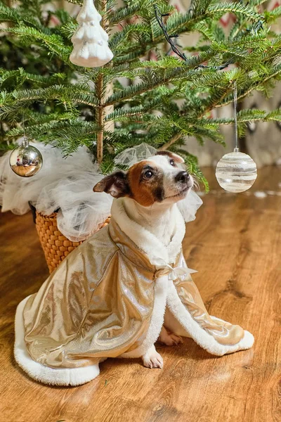 Jack Russell Terrier. Árvore Natal — Fotografia de Stock