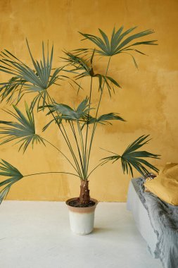 Large plants in the interior.  A large palm tree in a pot against the background of a dark yellow painted wall. 