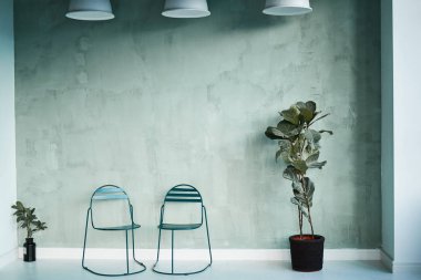 Plant indoors on a gray background. Two chairs stand side by side in a loft interior. White lamps on the ceiling