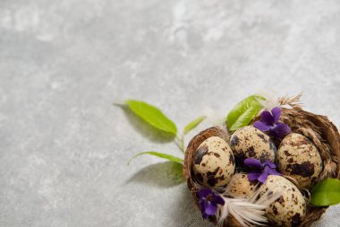 Paskalya kompozisyonu. Yuvadaki yumurtalar ve gri arkaplanda yeşil yapraklar. Kapat.. 