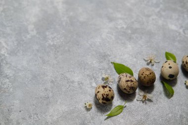 Bıldırcın yumurtası desenleri ve gri arka planda yeşil yapraklar.. 