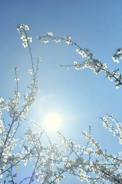 Rami sfocati di ciliegia bianca in fiore su uno sfondo di sole bianco e cielo azzurro pallido. Bella immagine floreale della natura primaverile . — Foto Stock