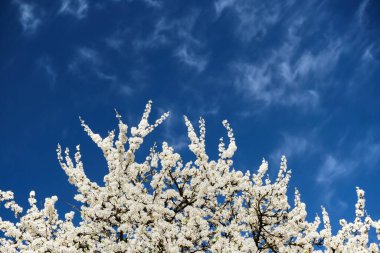 Parlak mavi gökyüzüne ve beyaz bulutlara karşı beyaz kiraz çiçeğinin bulanık dalları. Bahar doğasının güzel çiçekli görüntüsü.