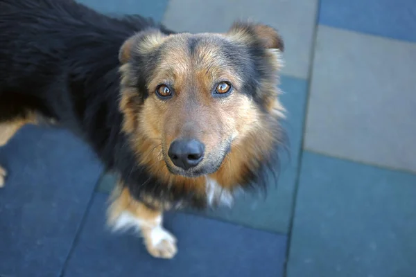 Faccia di cane e occhi da vicino su uno sfondo blu — Foto Stock