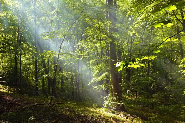 Bela paisagem florestal em floresta decídua com raios de sol — Fotografia de Stock