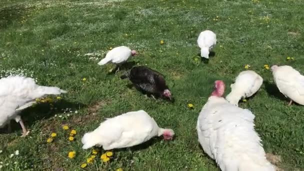 Witte kalkoenen en een zwarte kalkoen lopen op een zonnige dag op het groene gras. — Stockvideo