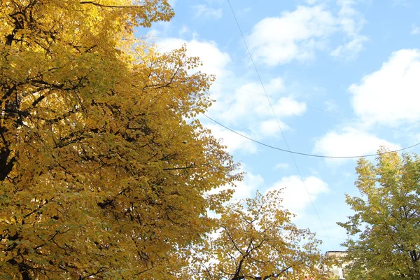 Rusya'da sonbahar ağaçlar