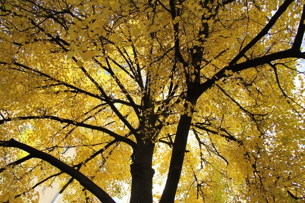 Rusya, Moskova'nın sonbahar ağaçlar