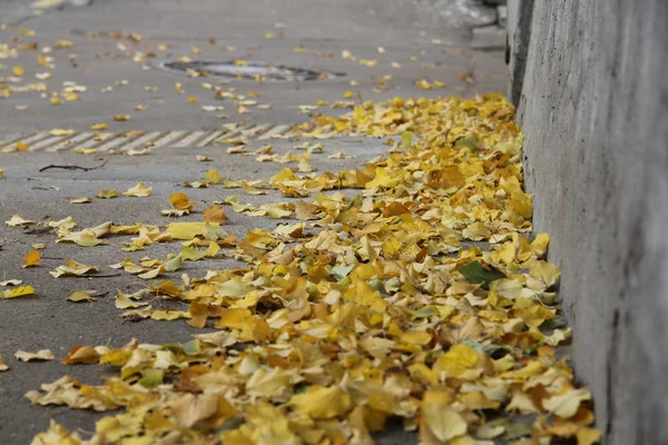 Sonbahar Rusya'da şehir
