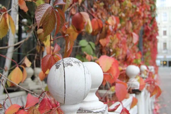 Sonbahar Rusya, Moskova