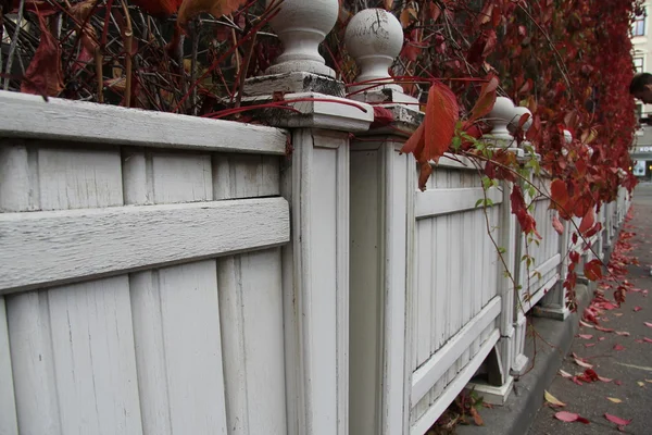 Sonbahar Moskova'da yürümek