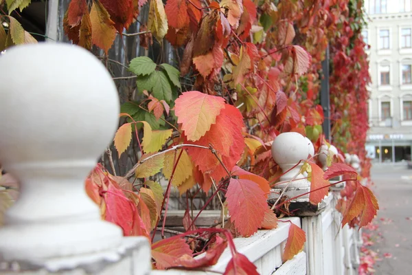 Sonbahar Rusya'da yürümek