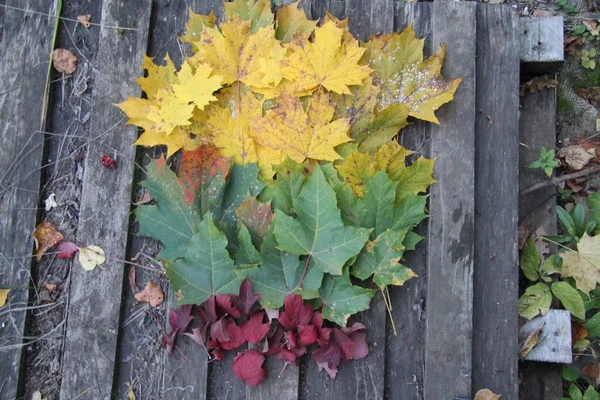 Sonbahar Rusya, Moskova