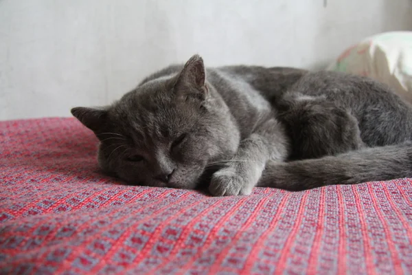 Britanian uyuyan kedi