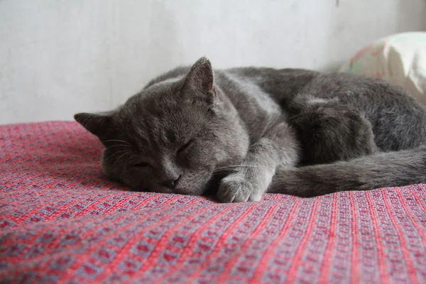 Britanian uyuyan kedi 