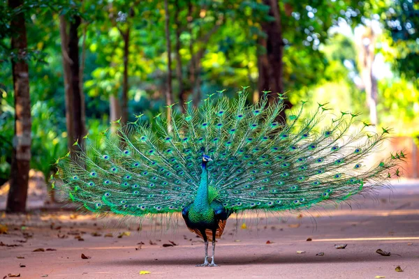 Green Blue Peacock Dancing Middle Courtyard Surrounded Fertile Natural Trees — Stock Photo, Image